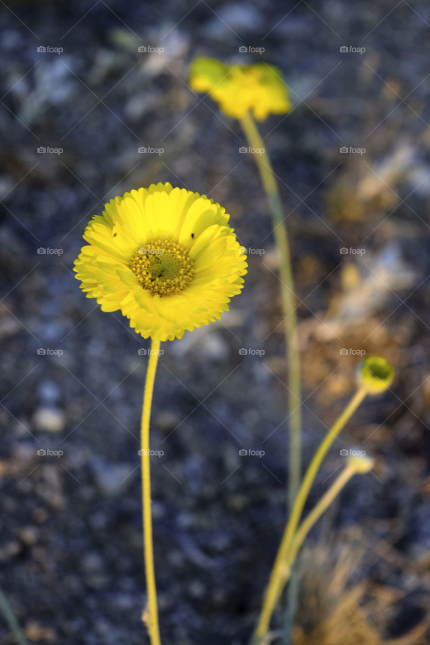 Nature, Flower, No Person, Flora, Outdoors