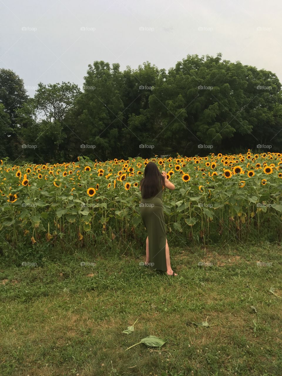 A woman taking a picture of the beautiful sunflowers. 