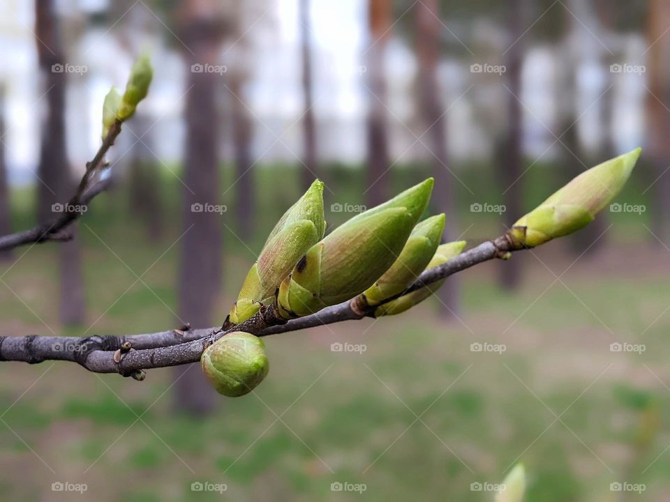 spring in the city of Kyiv 2022