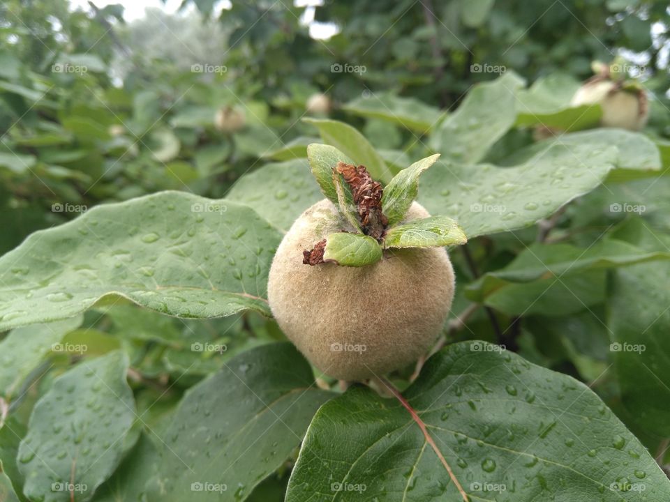 green apples on a tree in the garden summer time