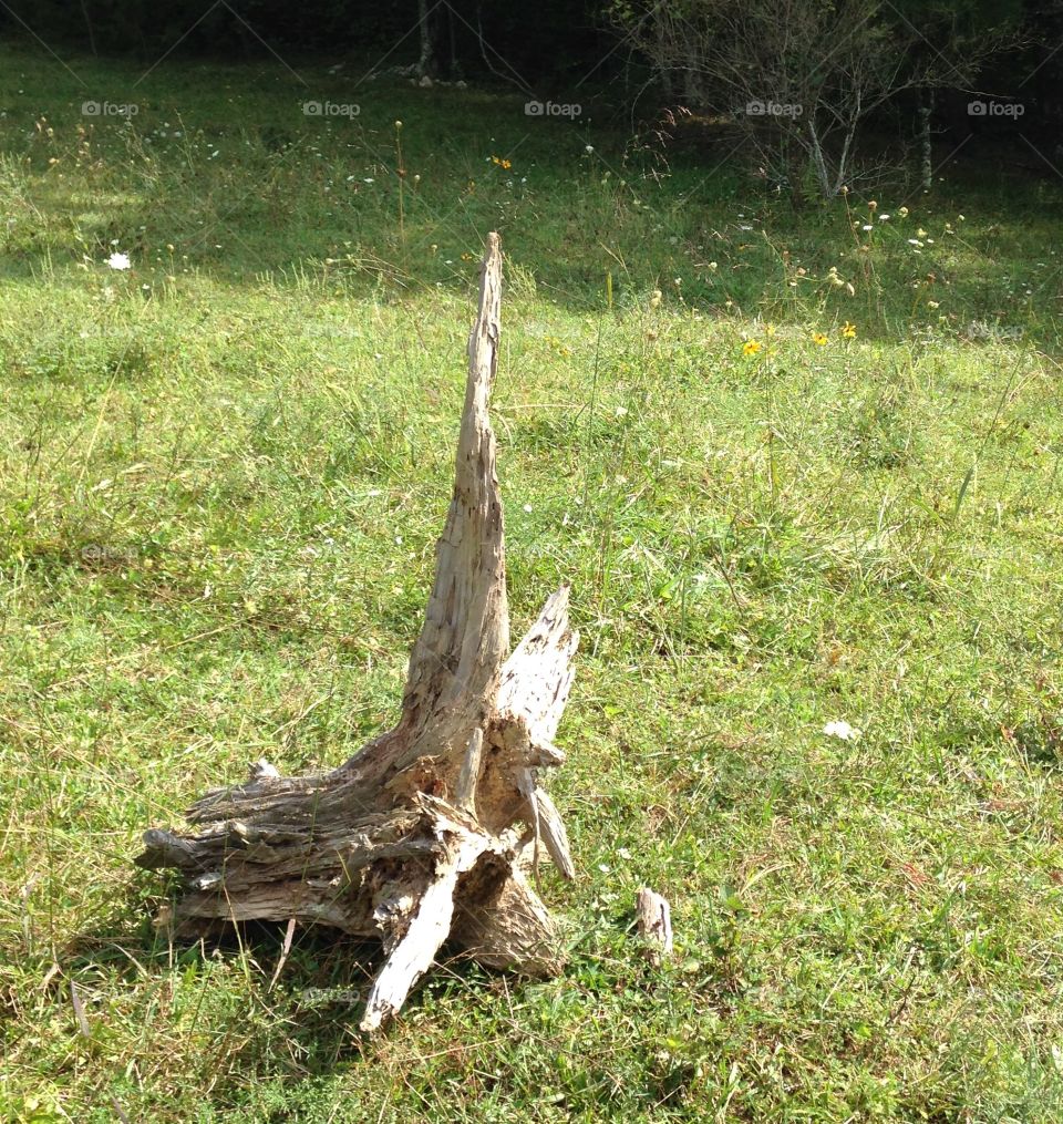 Pasture Driftwood 