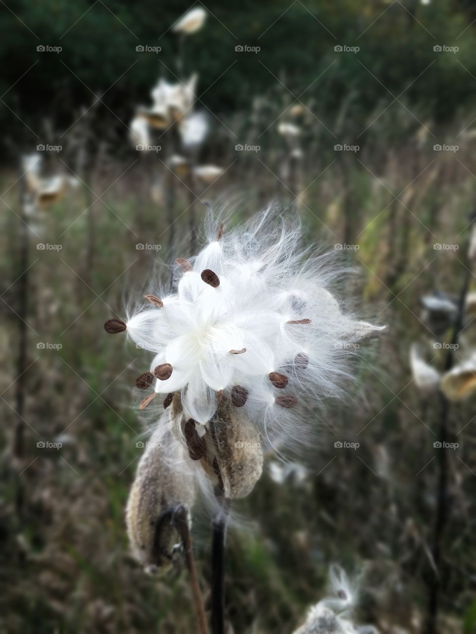 close-up of a plant with seeds ready to blow away in the wind