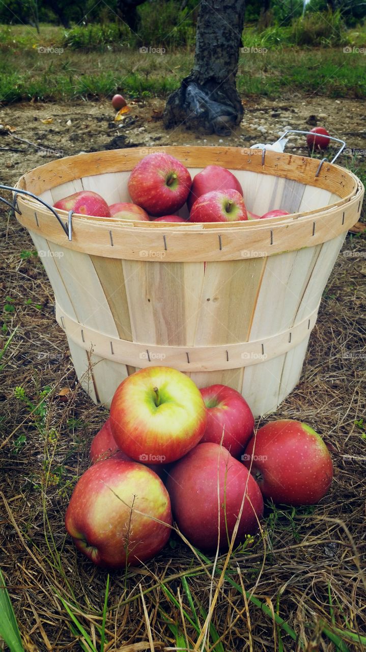 apple picking