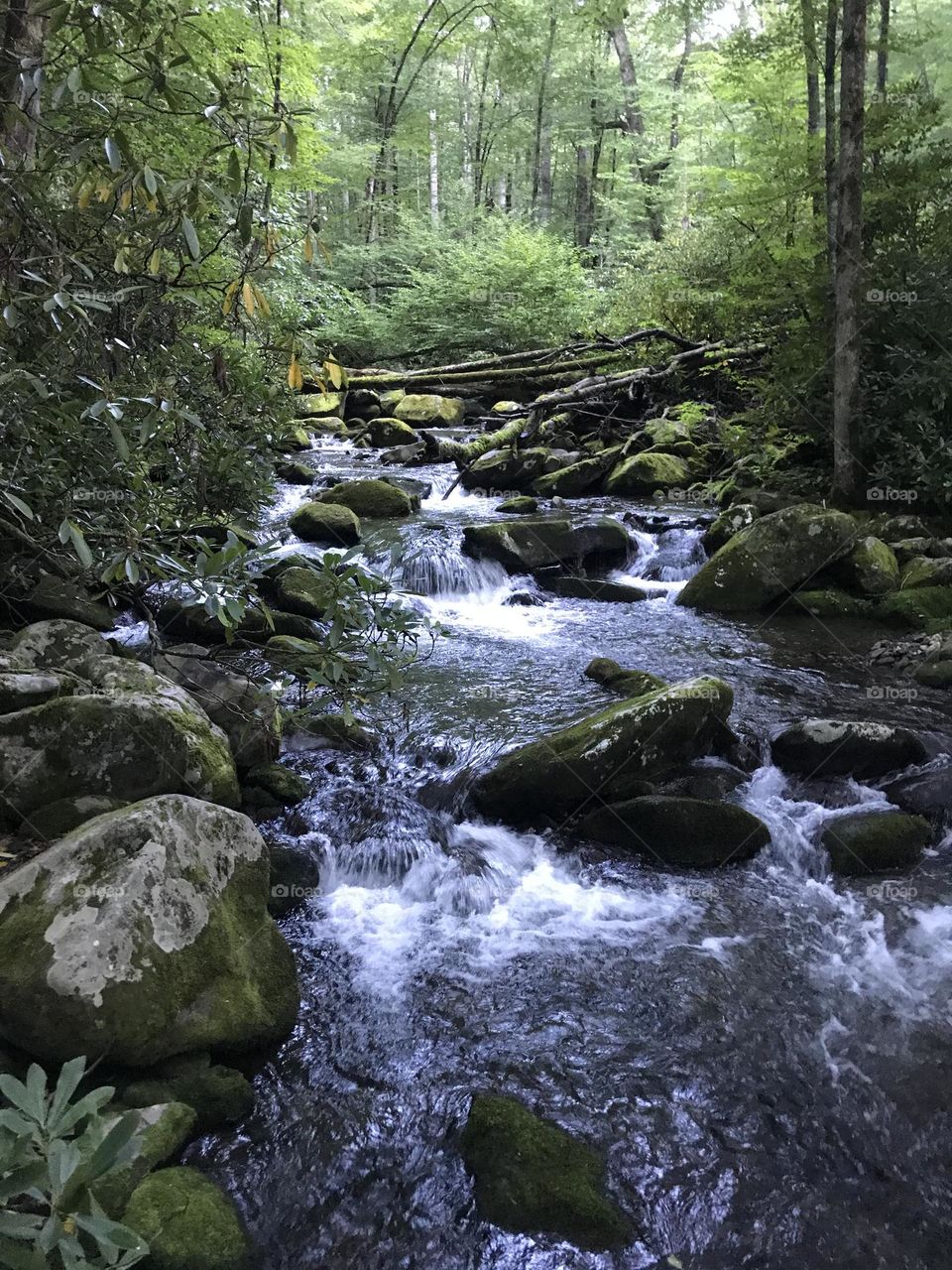 Creek in North Carolina 