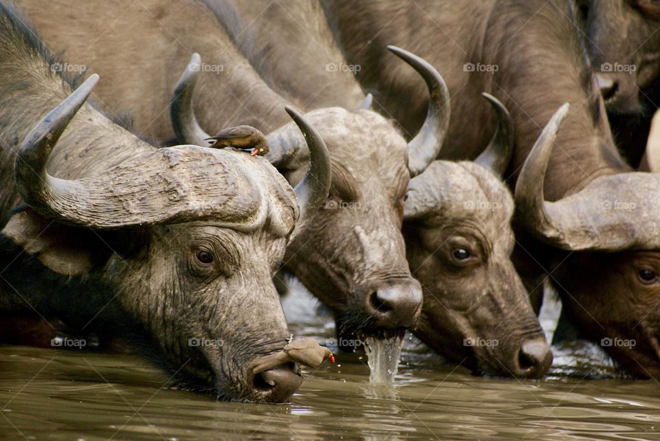 “Simple pleasures” - three buffalo drinking at the water hole 