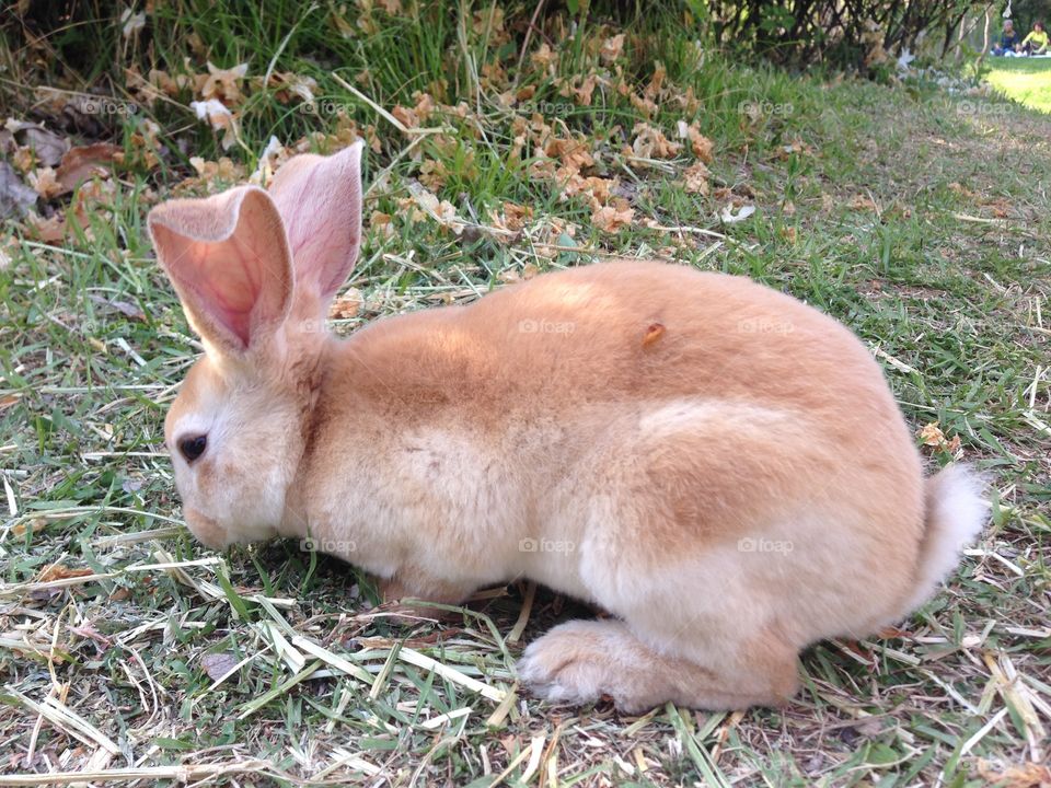 Rabbit. Rabbit in the park
