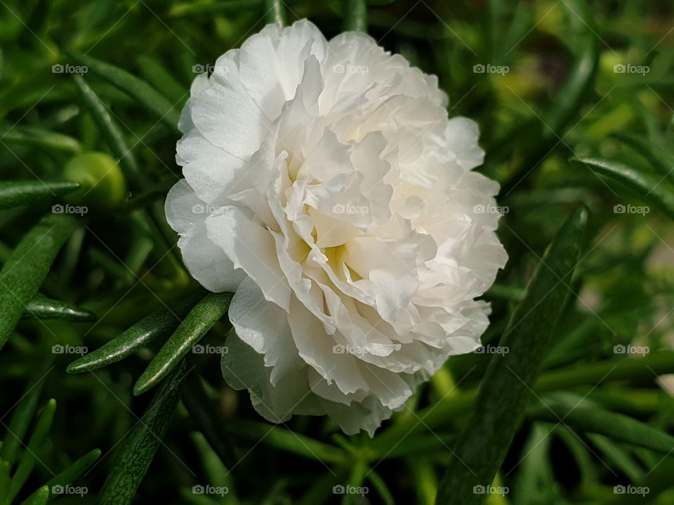 the beautiful flowers