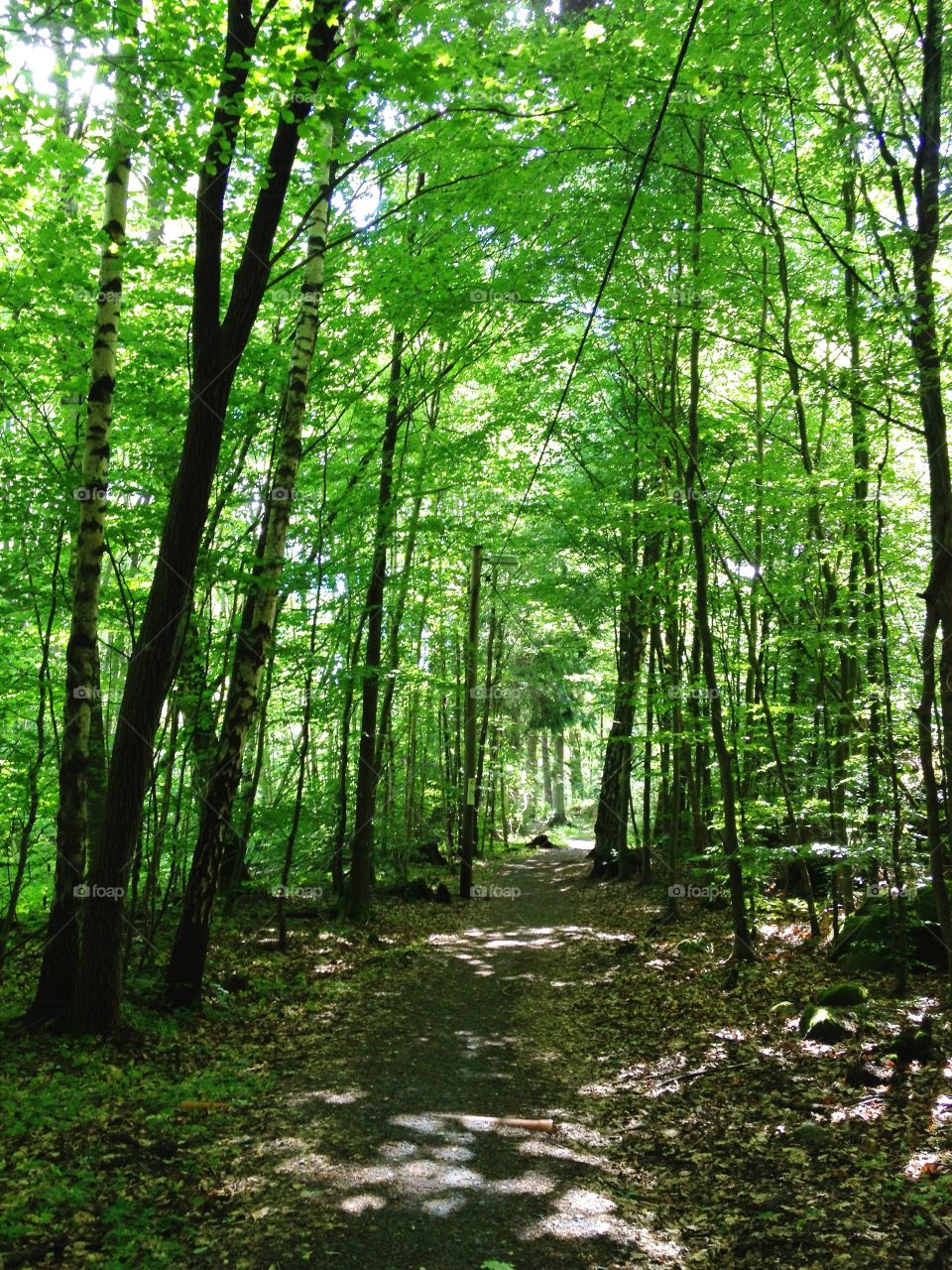 Magical forest in spring