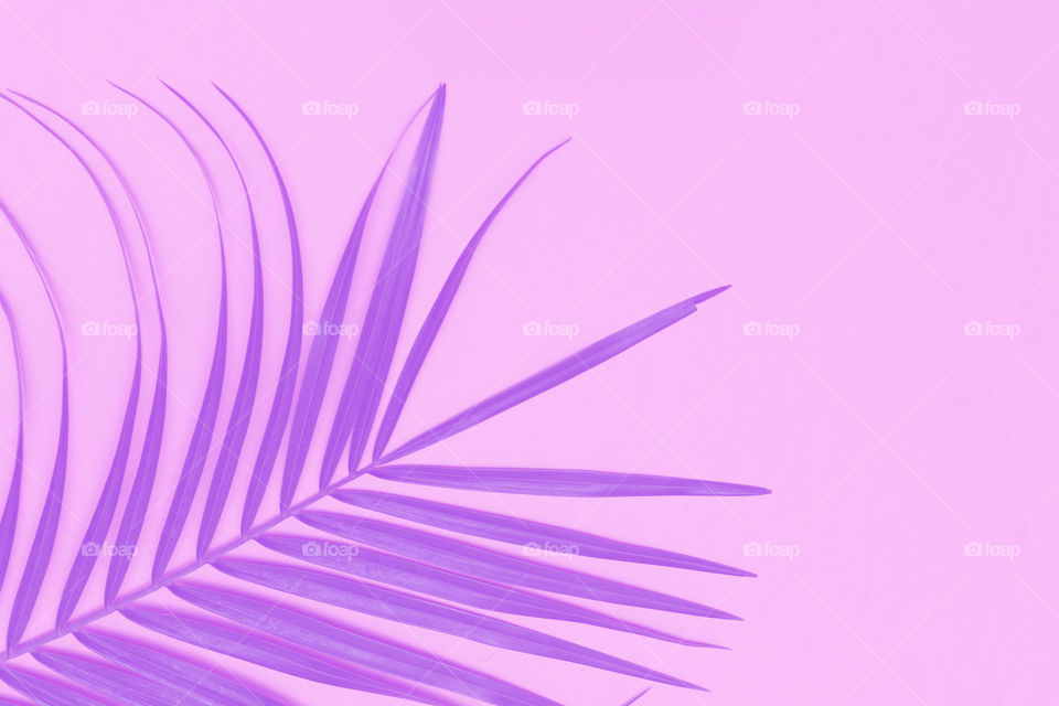 Abstract concept of tropical leaf, purple color, space for text