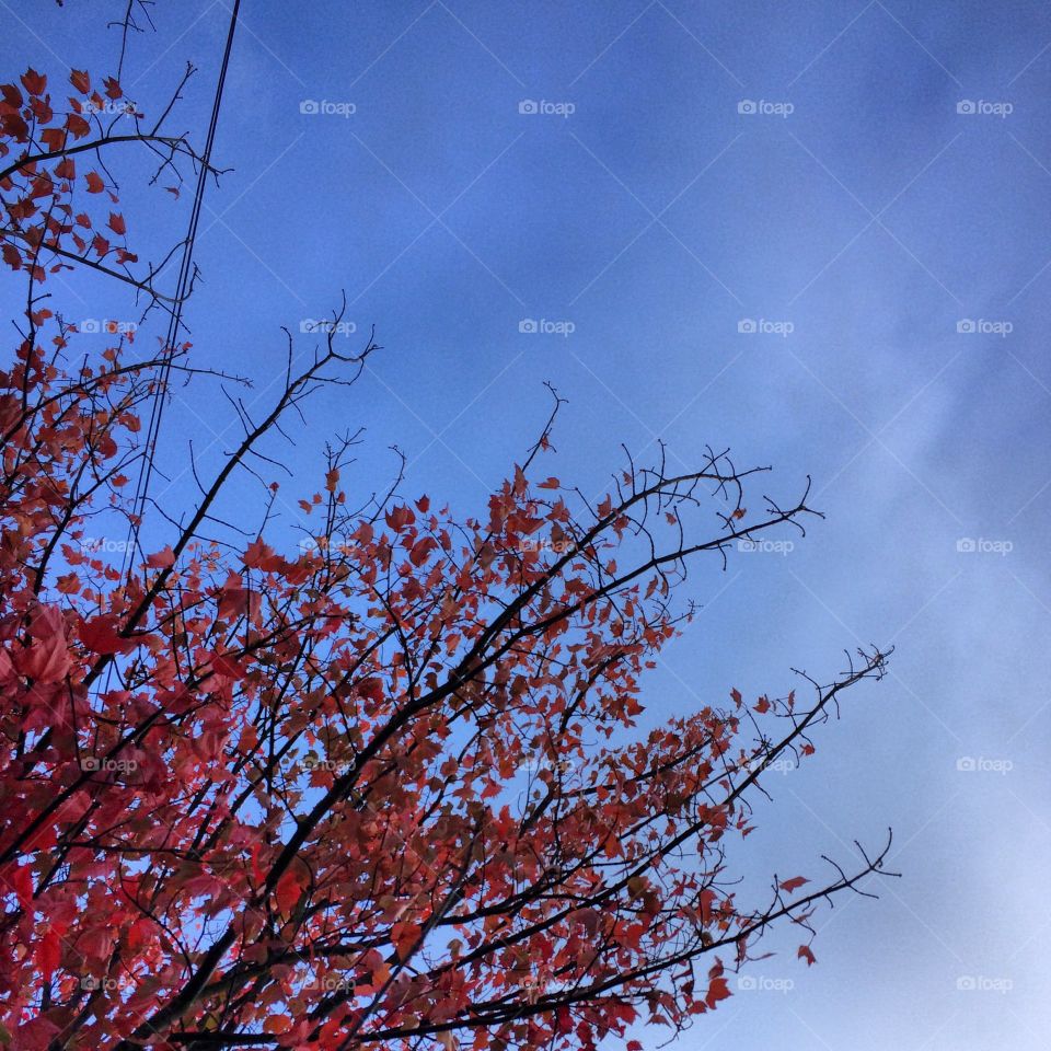 Pink leaves and blue skies 