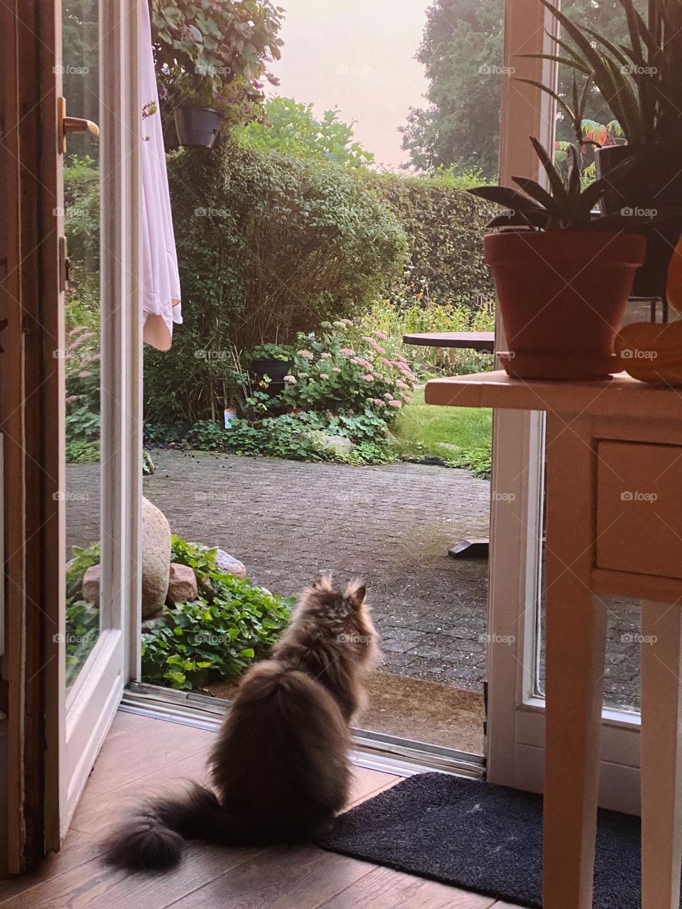 Our cat Binkie, Persian cat looking info the garden. Beautiful cat, longhaired cat