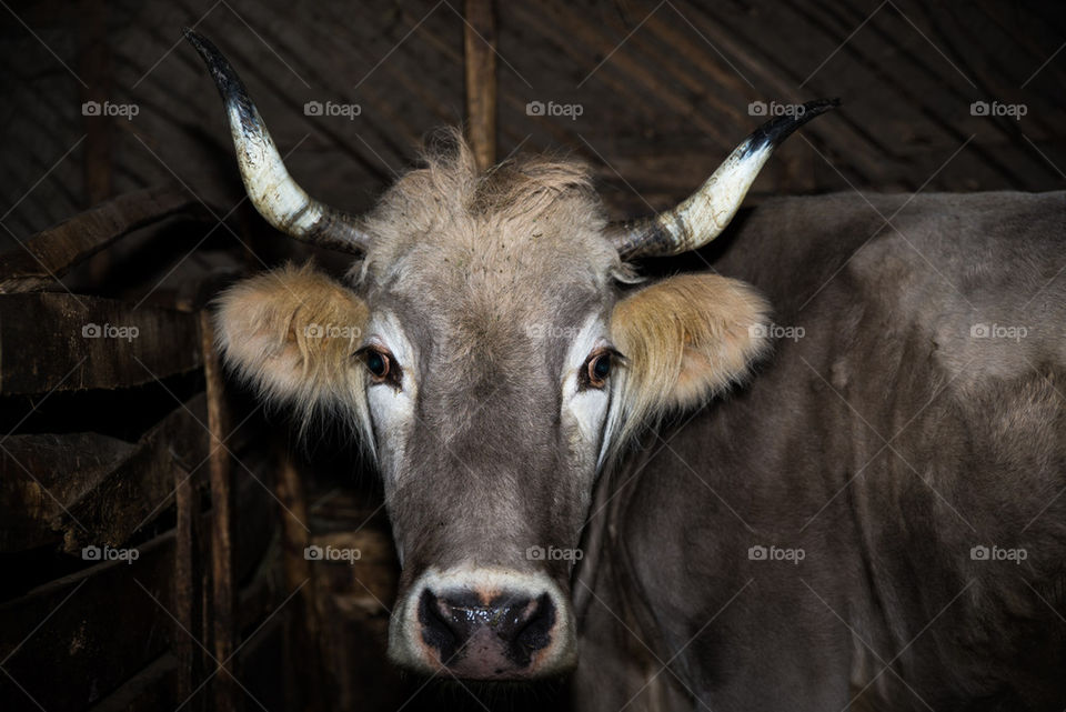 Close-up of cow