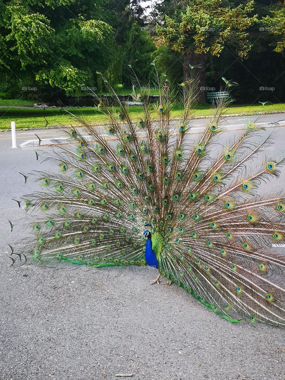 Beacon Hill Park Victoria Canada amaze Peacock in display