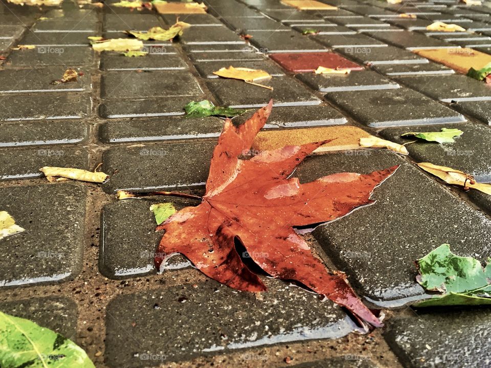 Red leaf on a wet street 