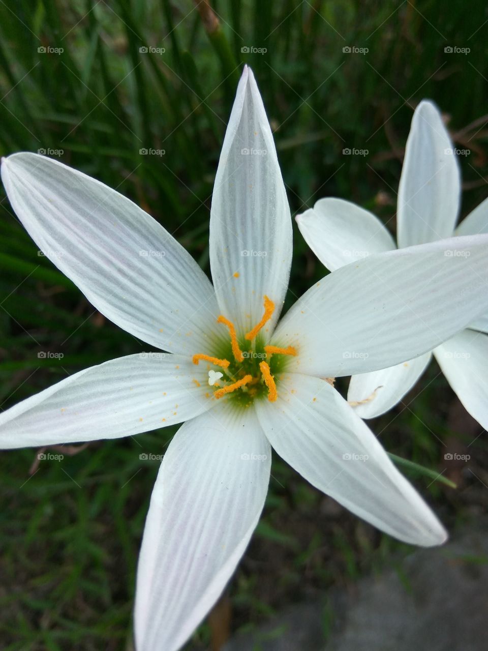 white flower..