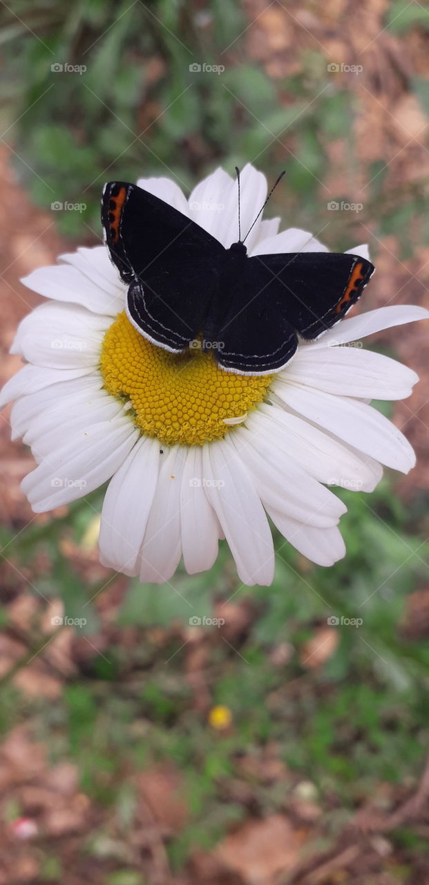 a butterfly on a flower
