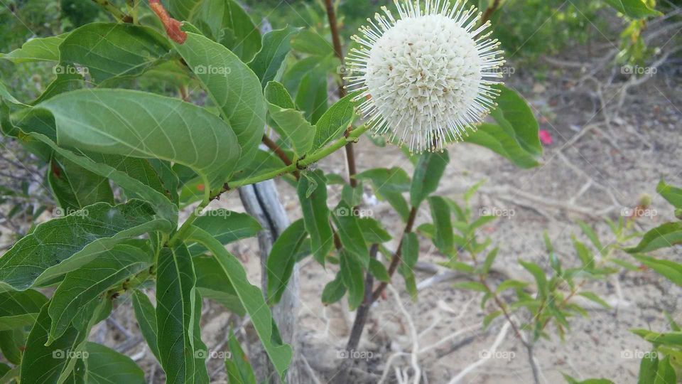 Blossoming Flowers on the Lake