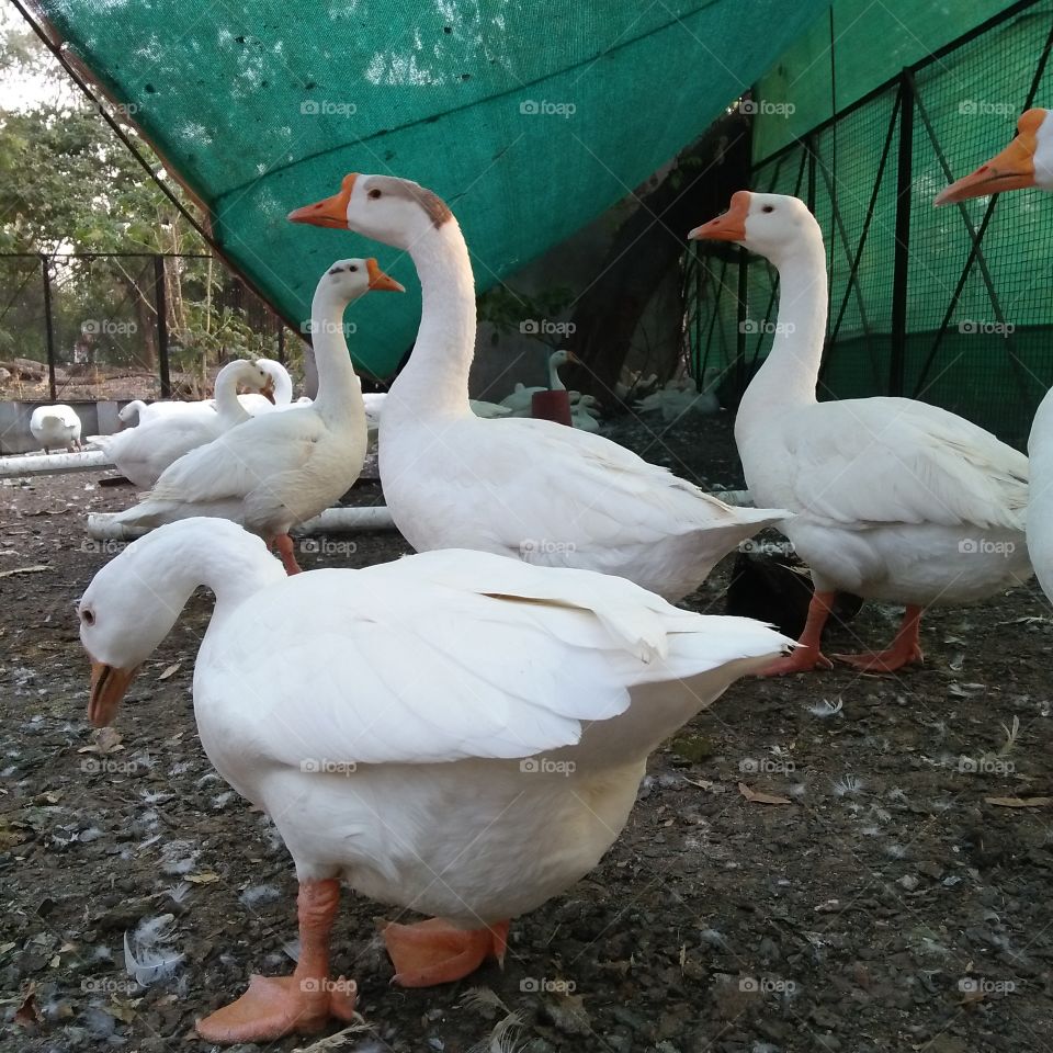 awesome Beutiful white duck