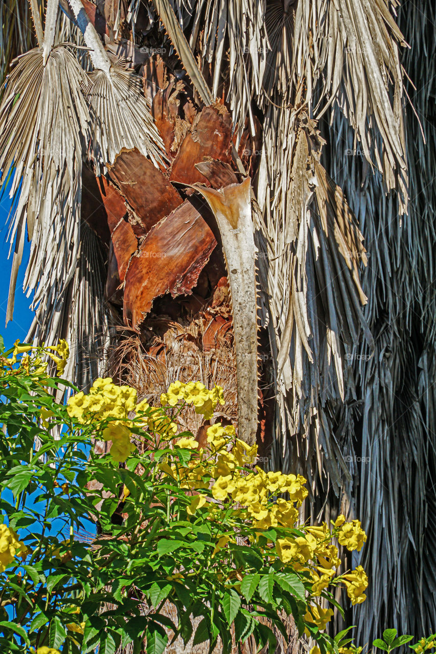 The texture of a palm tree with flowers