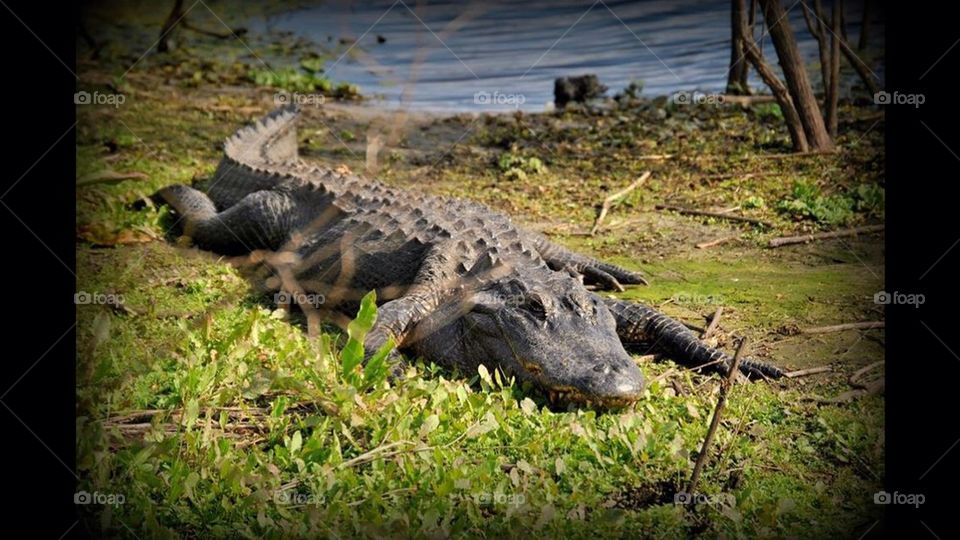 Big Gator