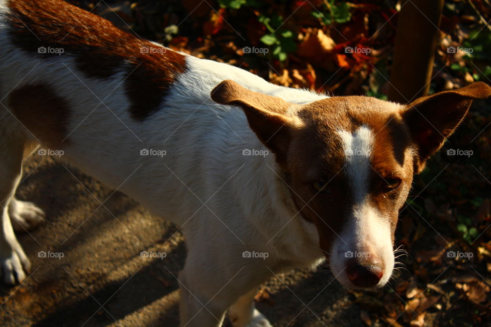 dog in the sun