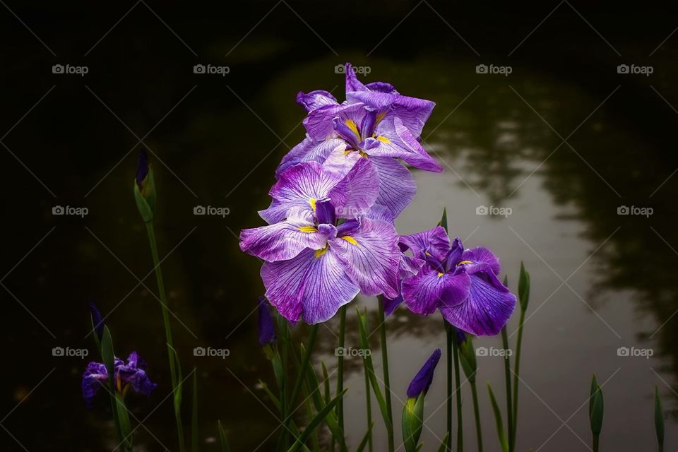 Wild Irises growing in a pond 