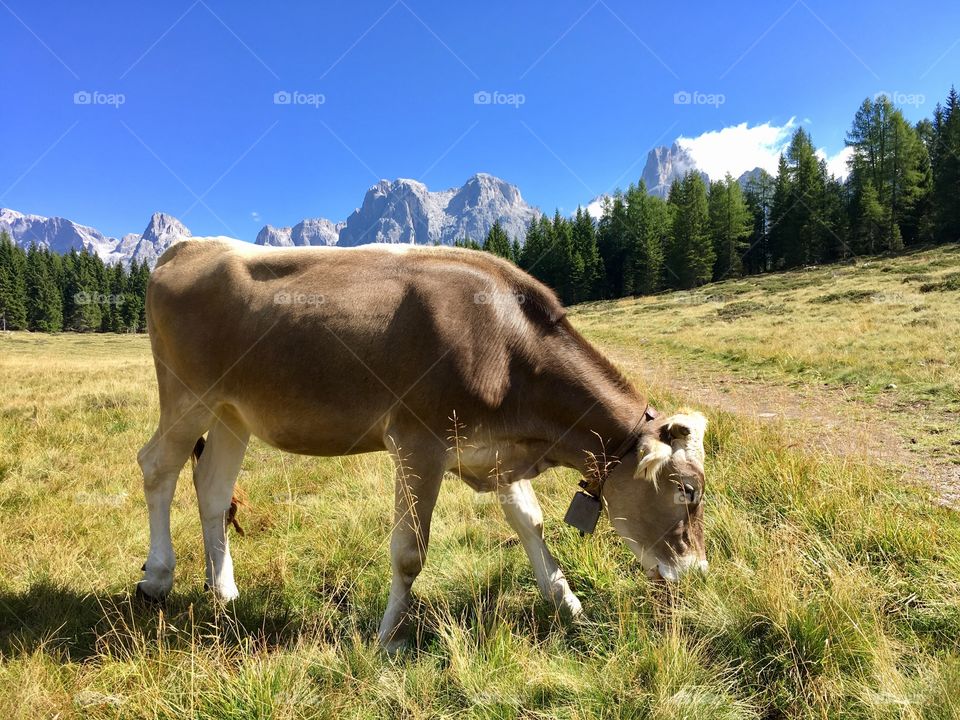 mountain landscape with a cow at the foreground in the foreground