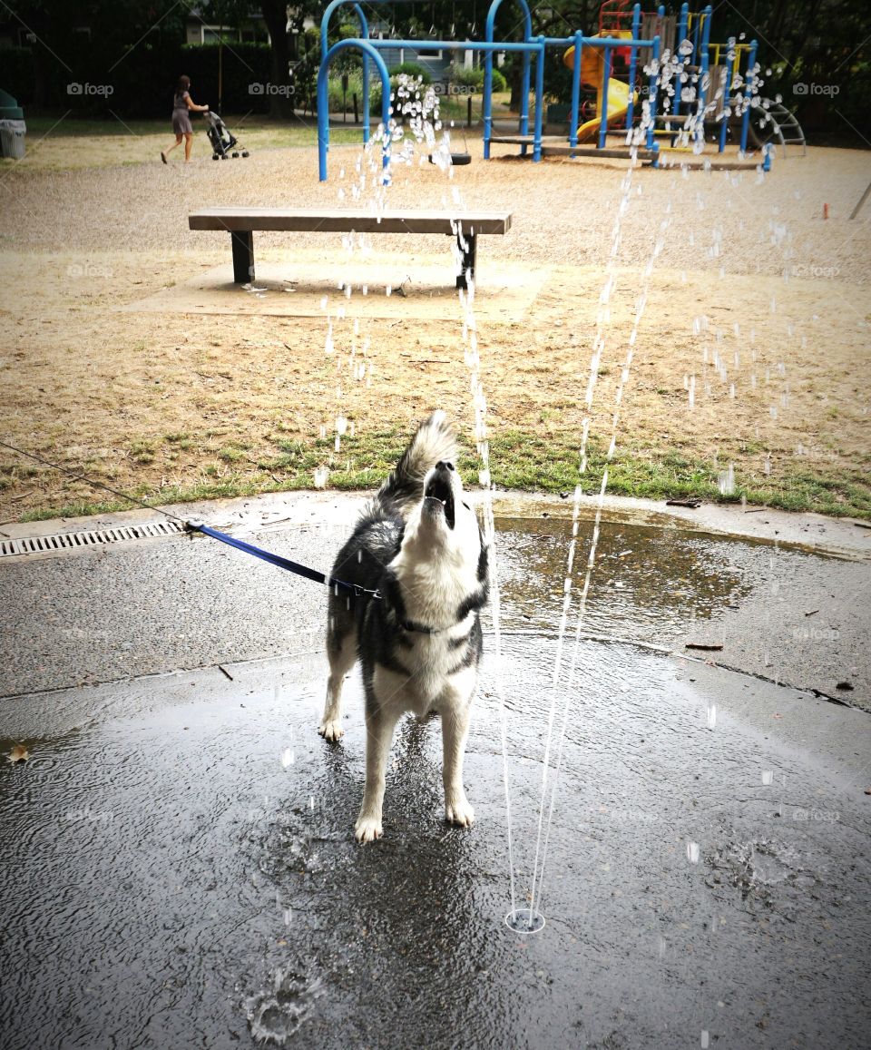 Thirsty Husky