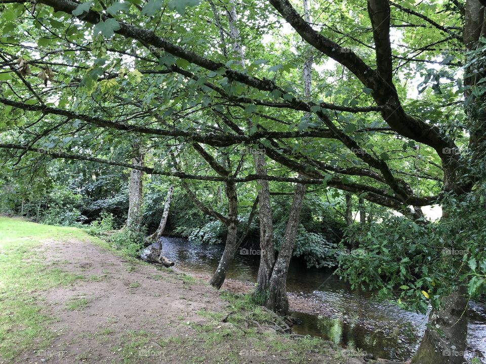 Another smashing shot of theses delightful summer trees in Bovey Tracey in Devon in the UK