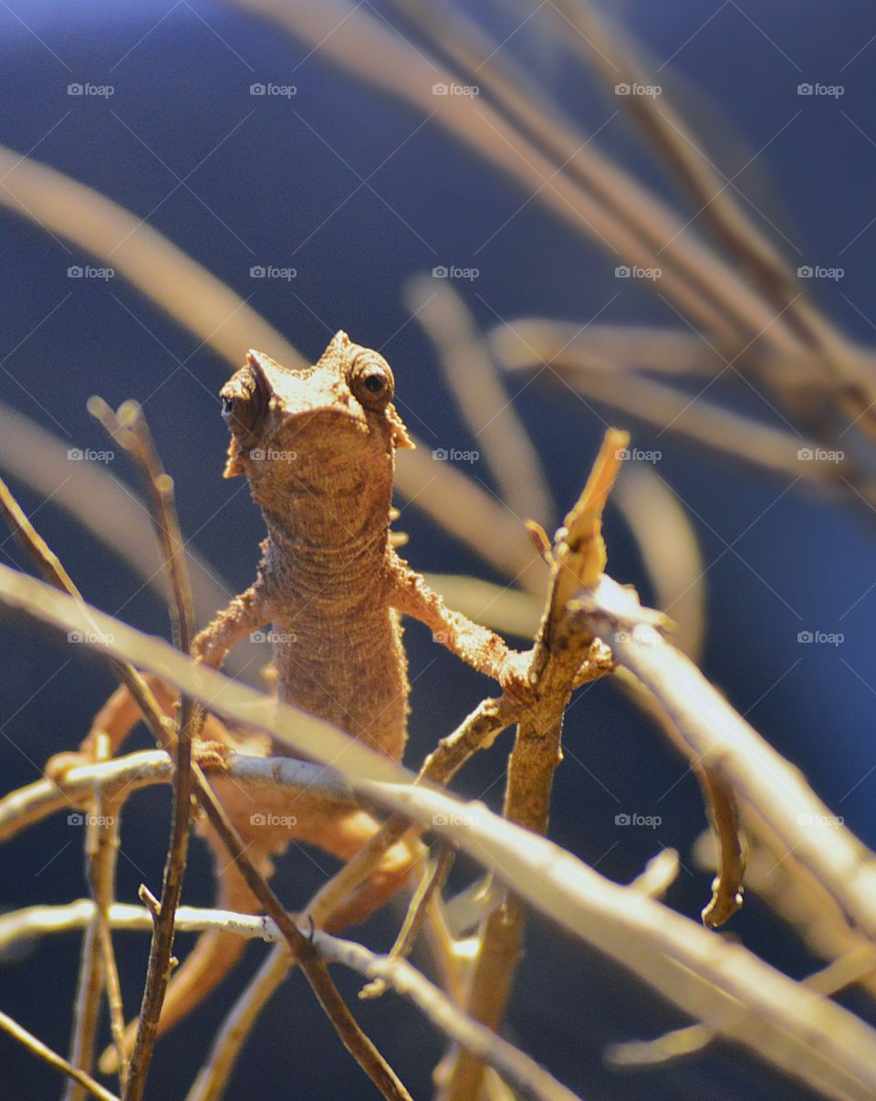 Infant Chameleon