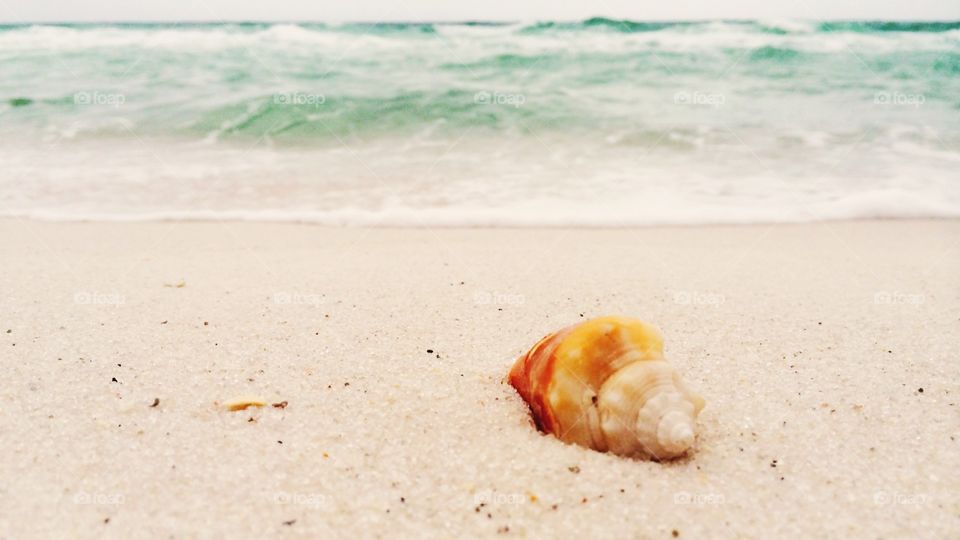 Shells and shores 🌊🐠🦀🐚