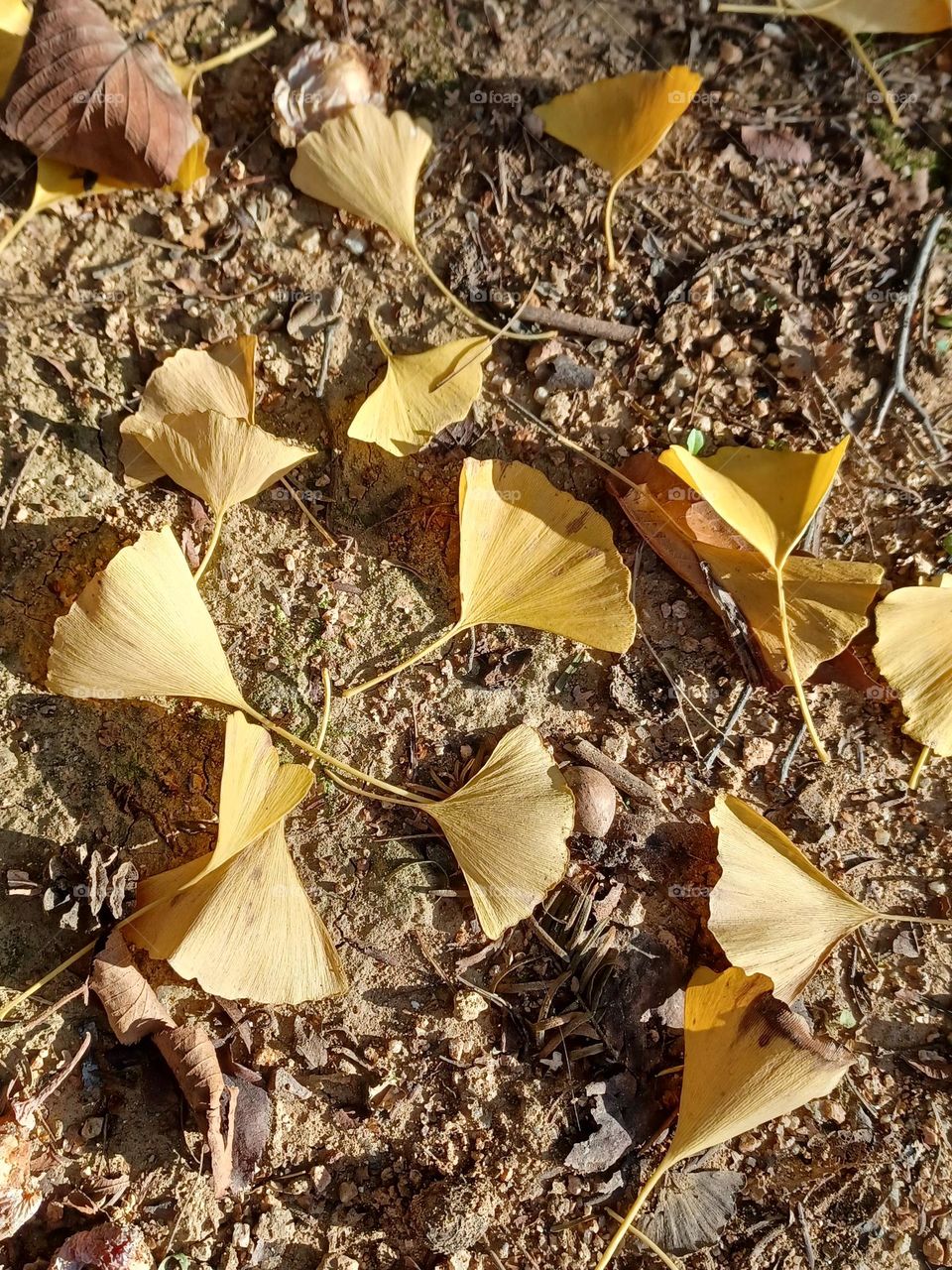 Beautiful colorful autumn,