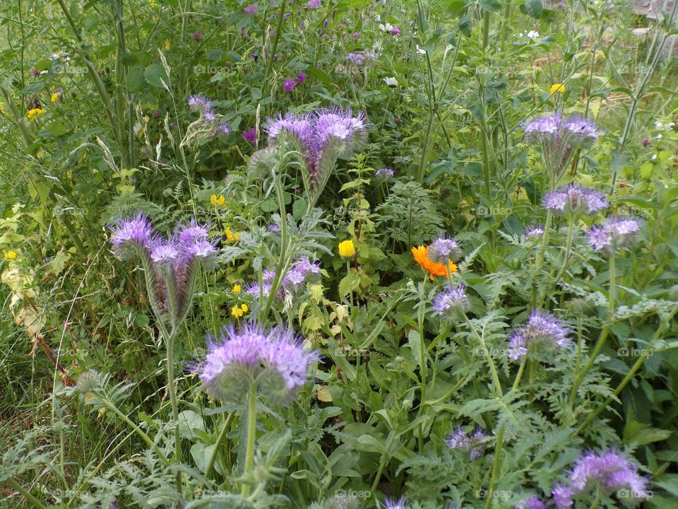 Bienenwiese im Garten