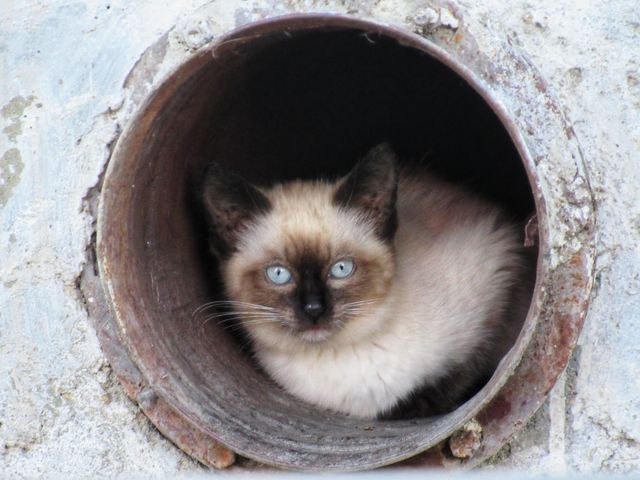 бездомный котёнок сидит в трубе дома, он живёт в подвале, питается чем придётся.