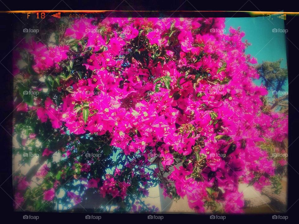 Stylized Photo of Pink Blossoms in the Sun