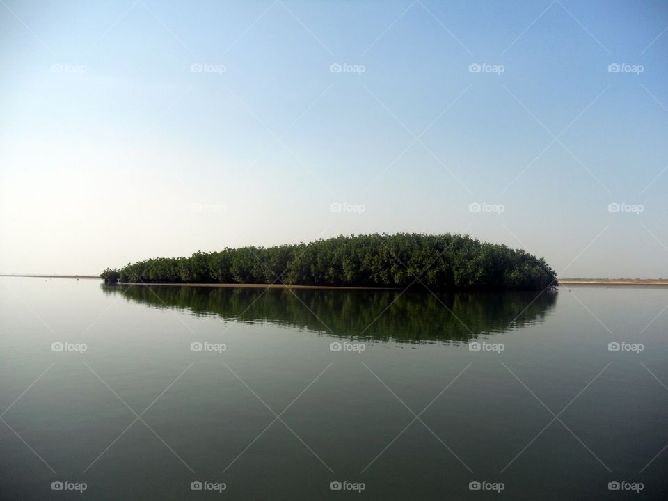 Mangrove tree