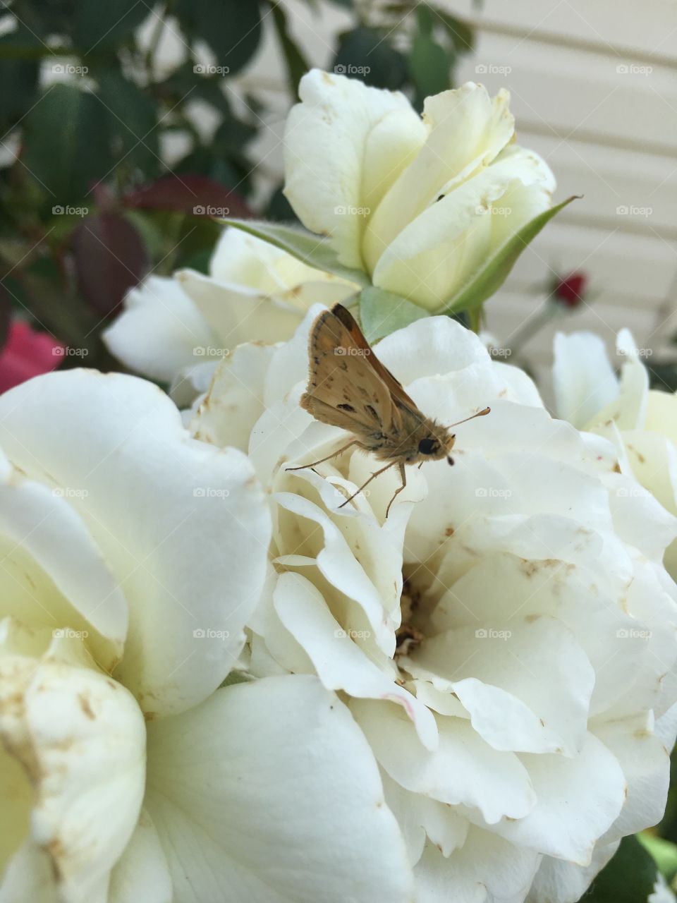 Summer moth