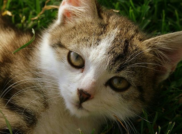 cat
