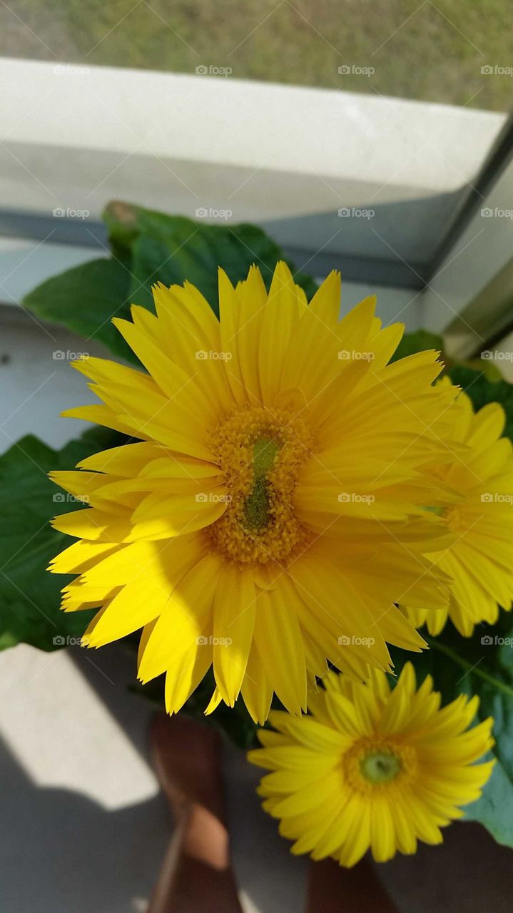 Siamese Twins Conjoined Yellow Flower