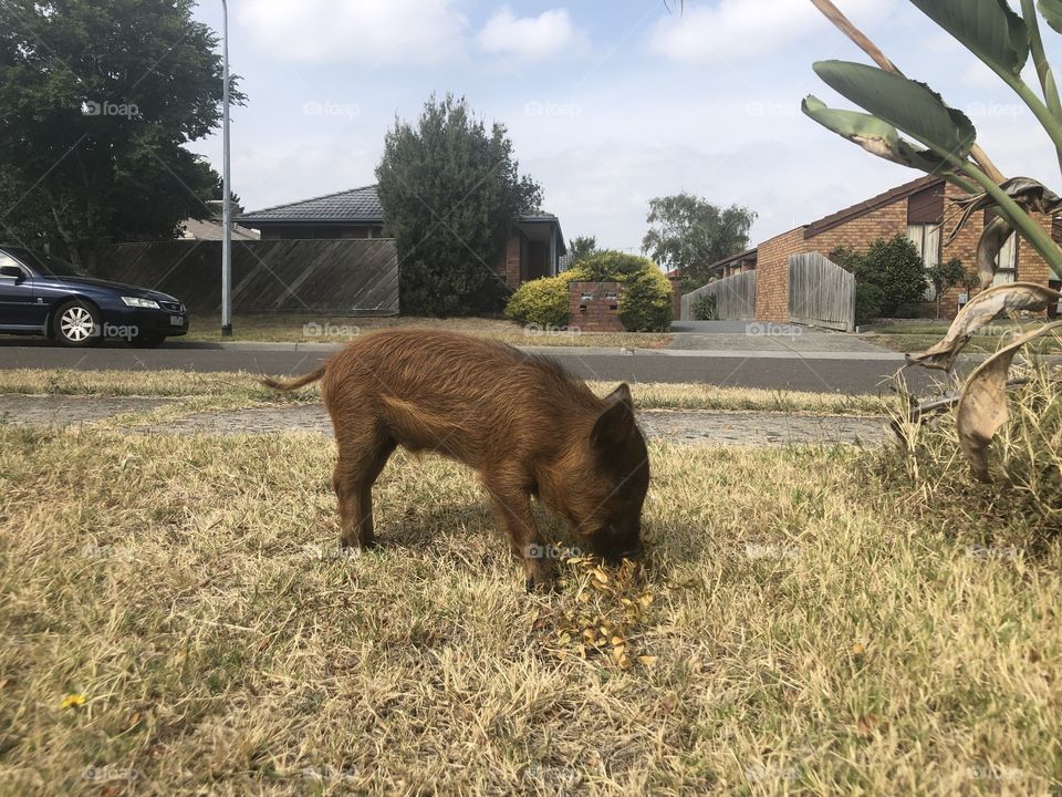 Ollie the miniature pig sniffing around hoping to find a feast in the grass!