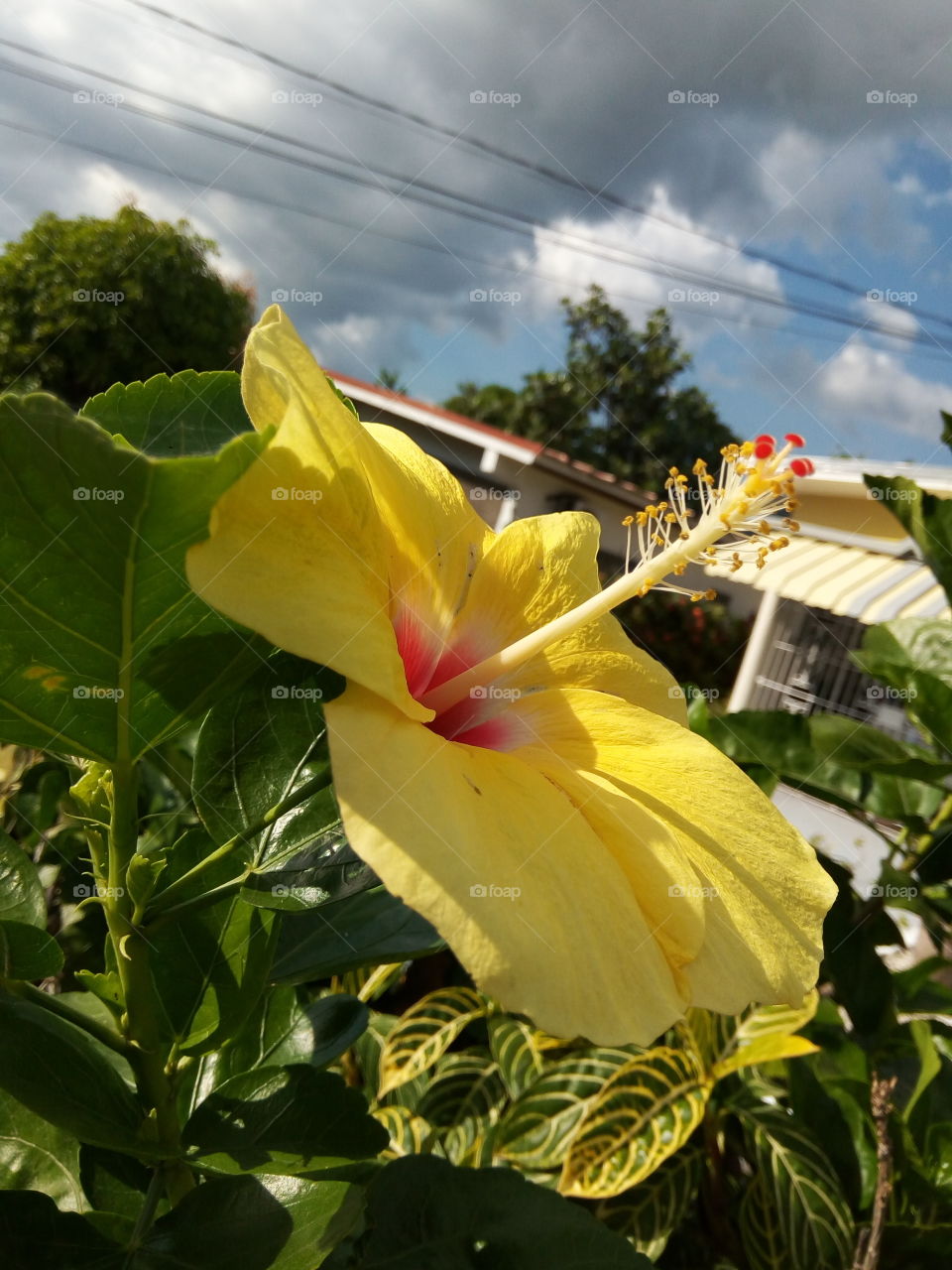 Nature, Leaf, Flower, Flora, Tropical