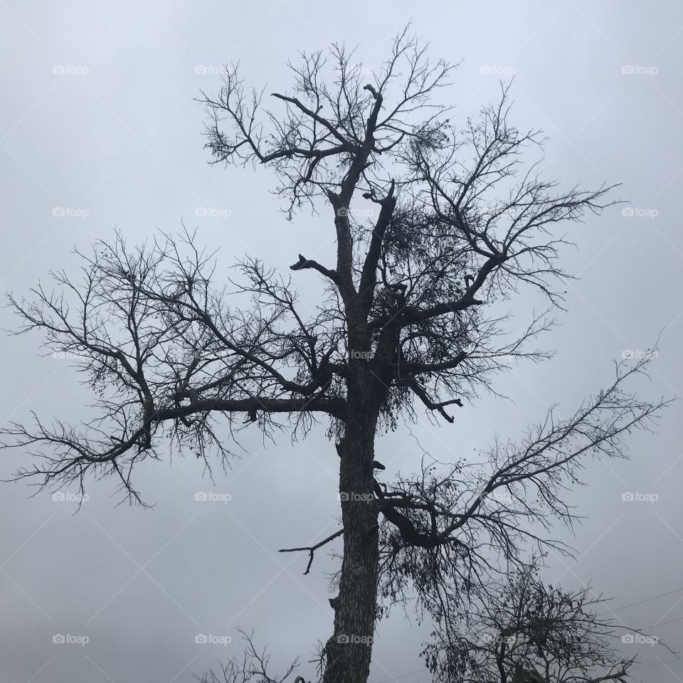 A dead tree against a gray sky.