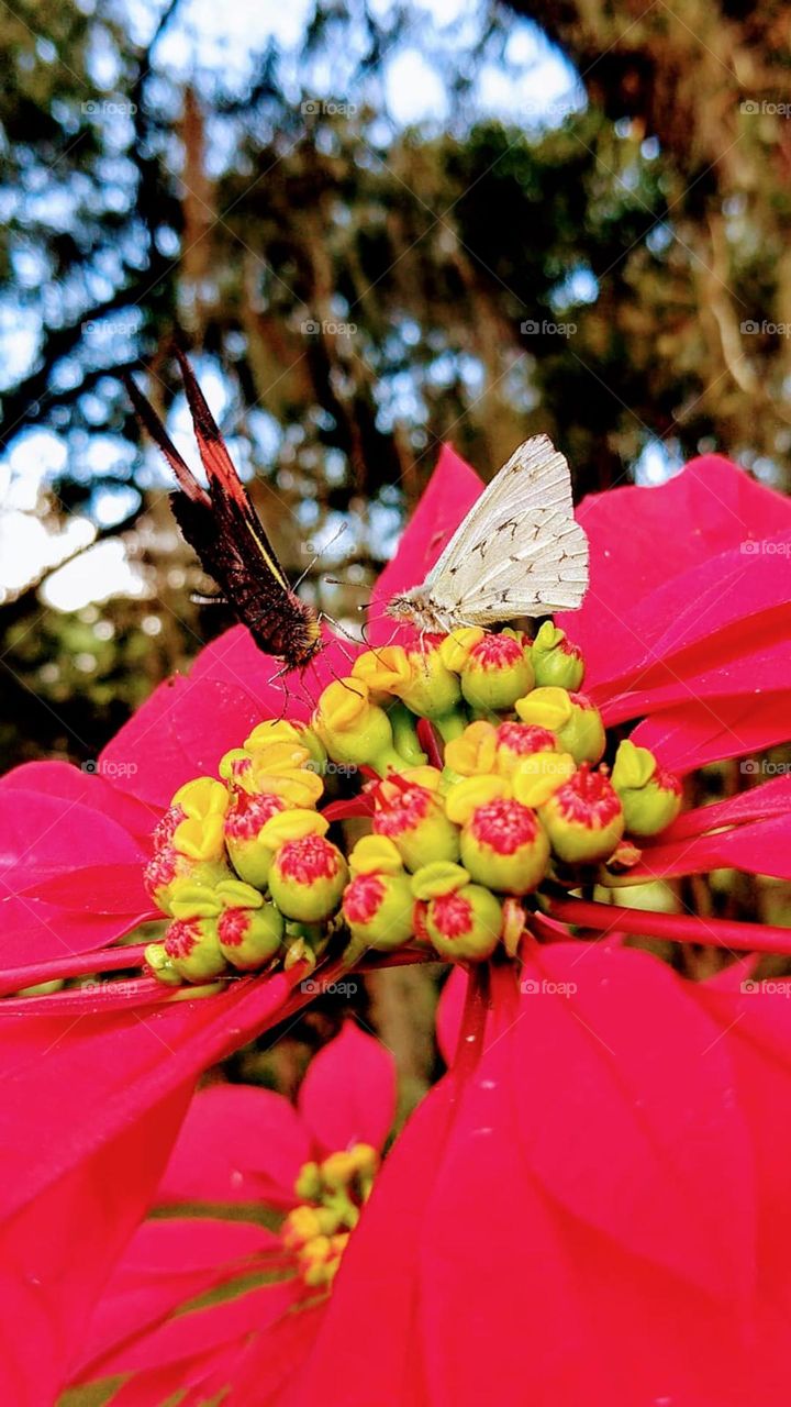BUTTERFLY 🦋 RED FLOWER