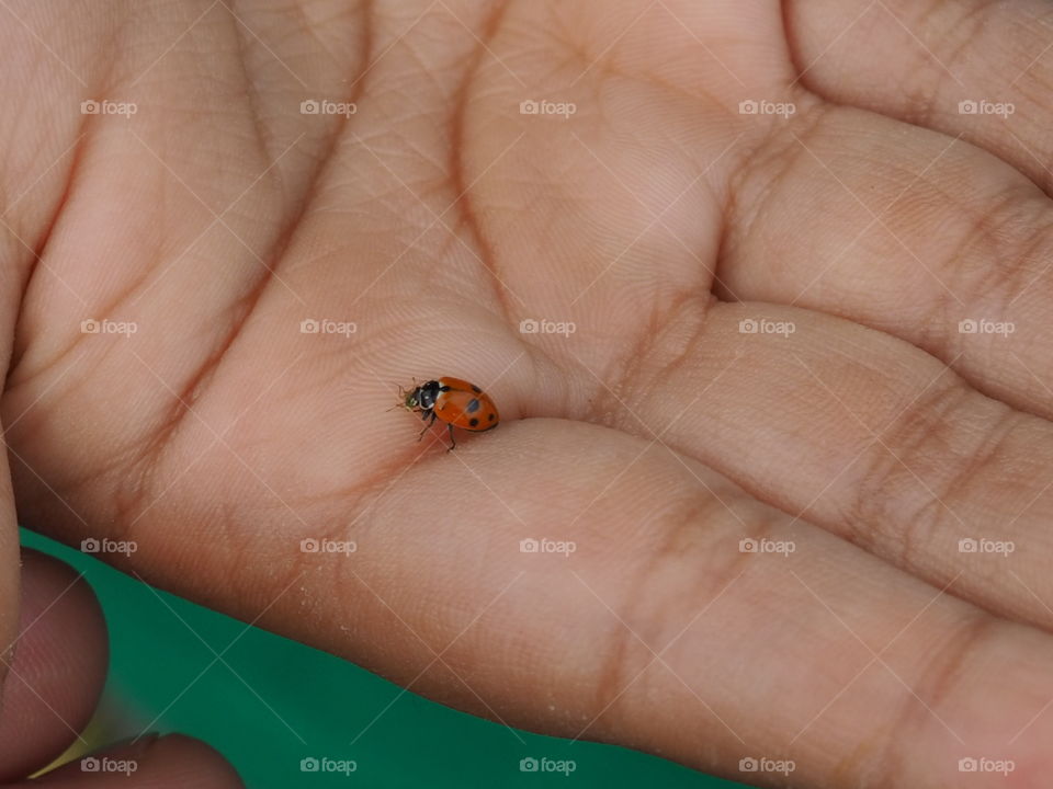 Ladybug in child's hand