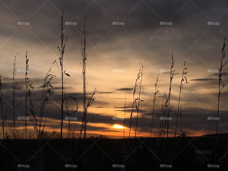 Lines of grass in the sunrise