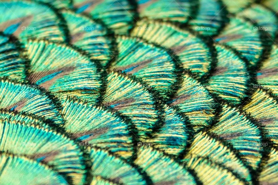 Peacock feather close up.