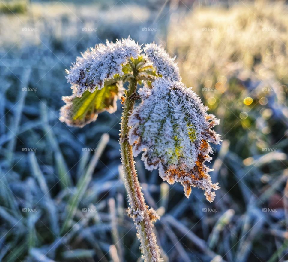 The beauty of a cold morning