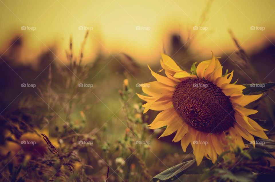 Sunflower