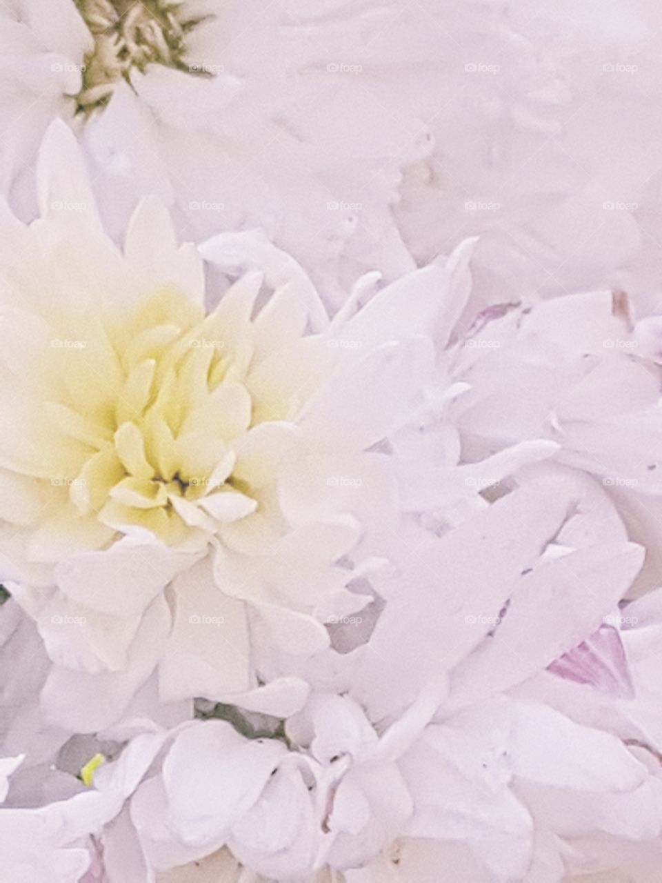 Bestselling white flower photos from kundan meena