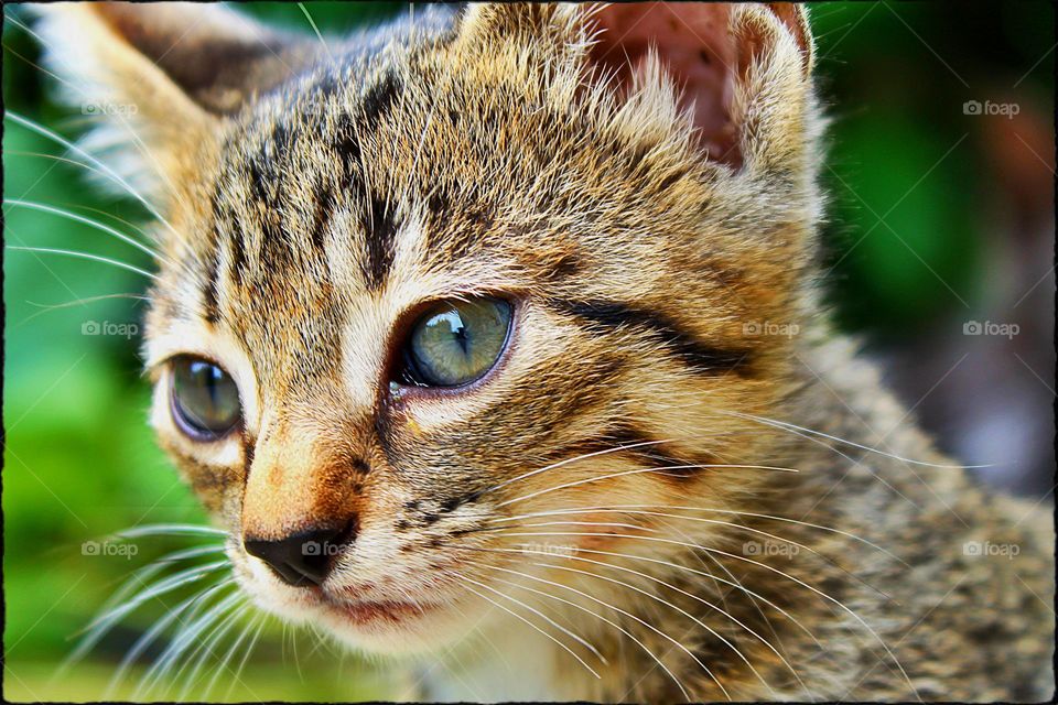 6 Week Old Tabby Kitten